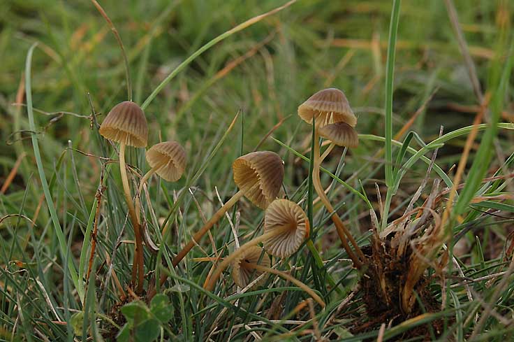 Mycena ?